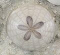 Spectacular Fossil Sand Dollar Cluster With Whale Bone #22841-2